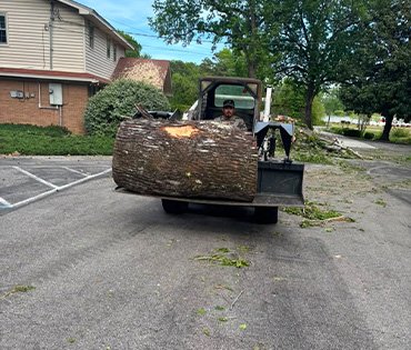 Professional Tree Removal Crew