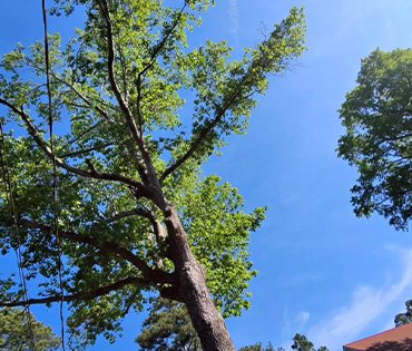 Expert Tree Trimming Equipment