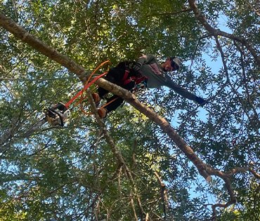 Land Clearing and Property Preparation