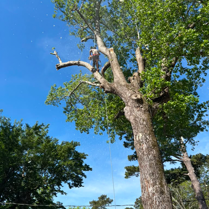 Land Clearing