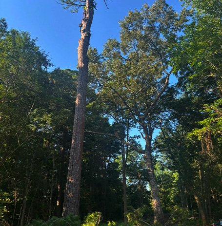 Cris Tree Service Worksite