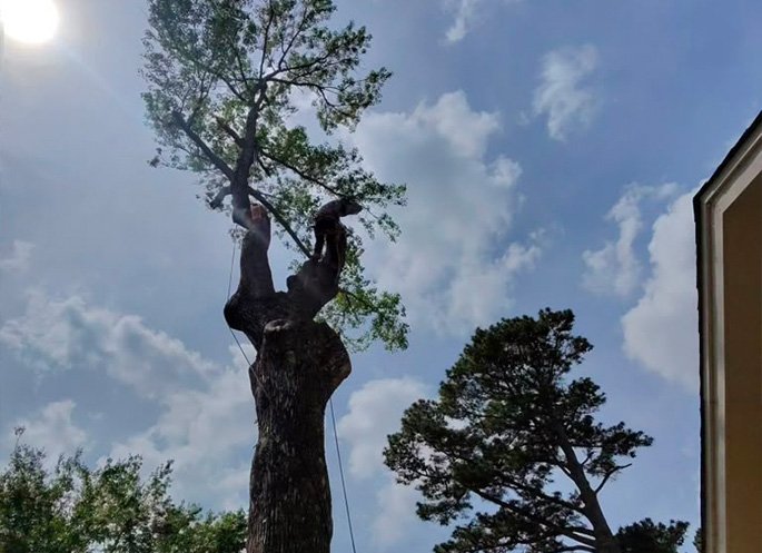 Cris Tree Service Operations