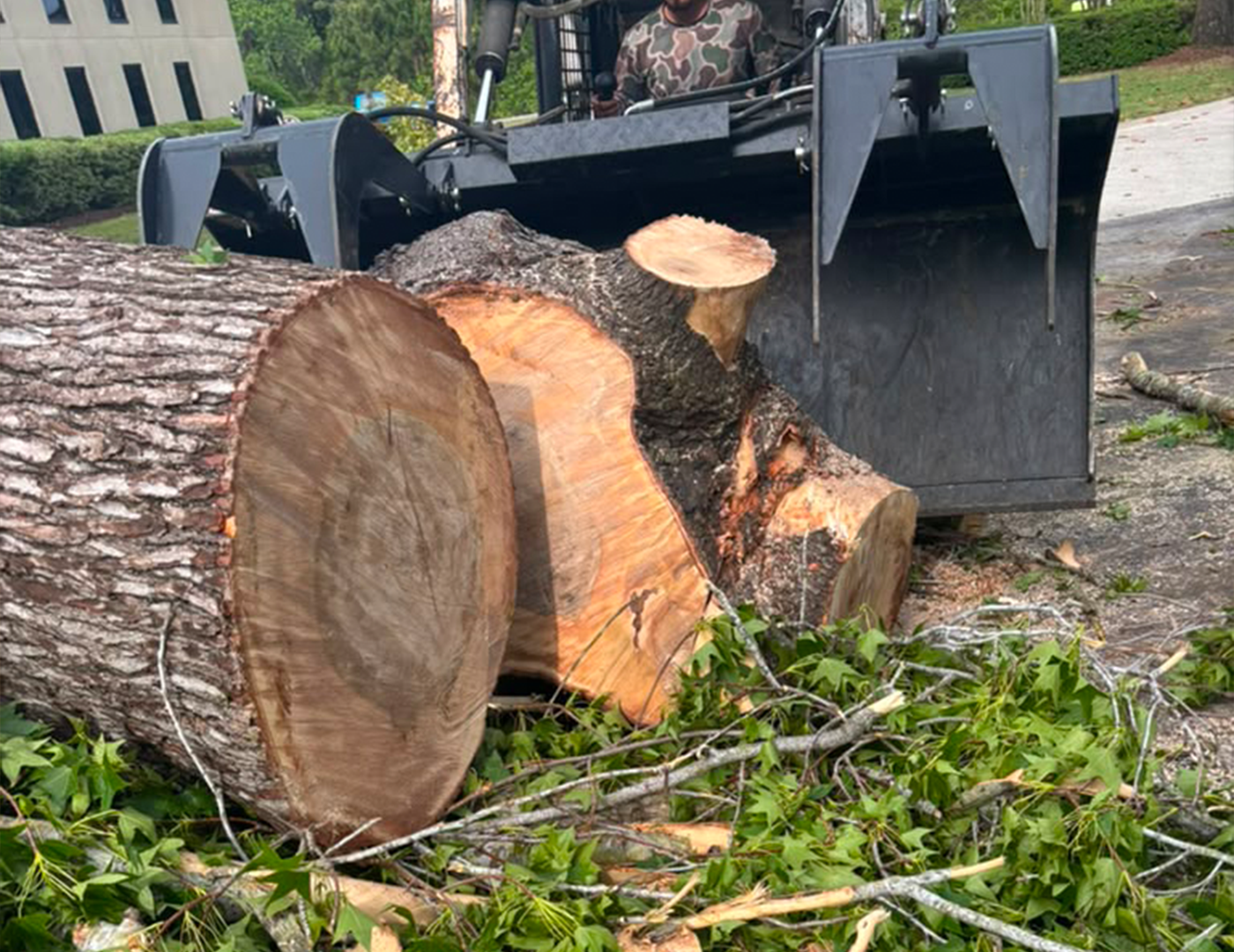 Tree Removal and Trimming
