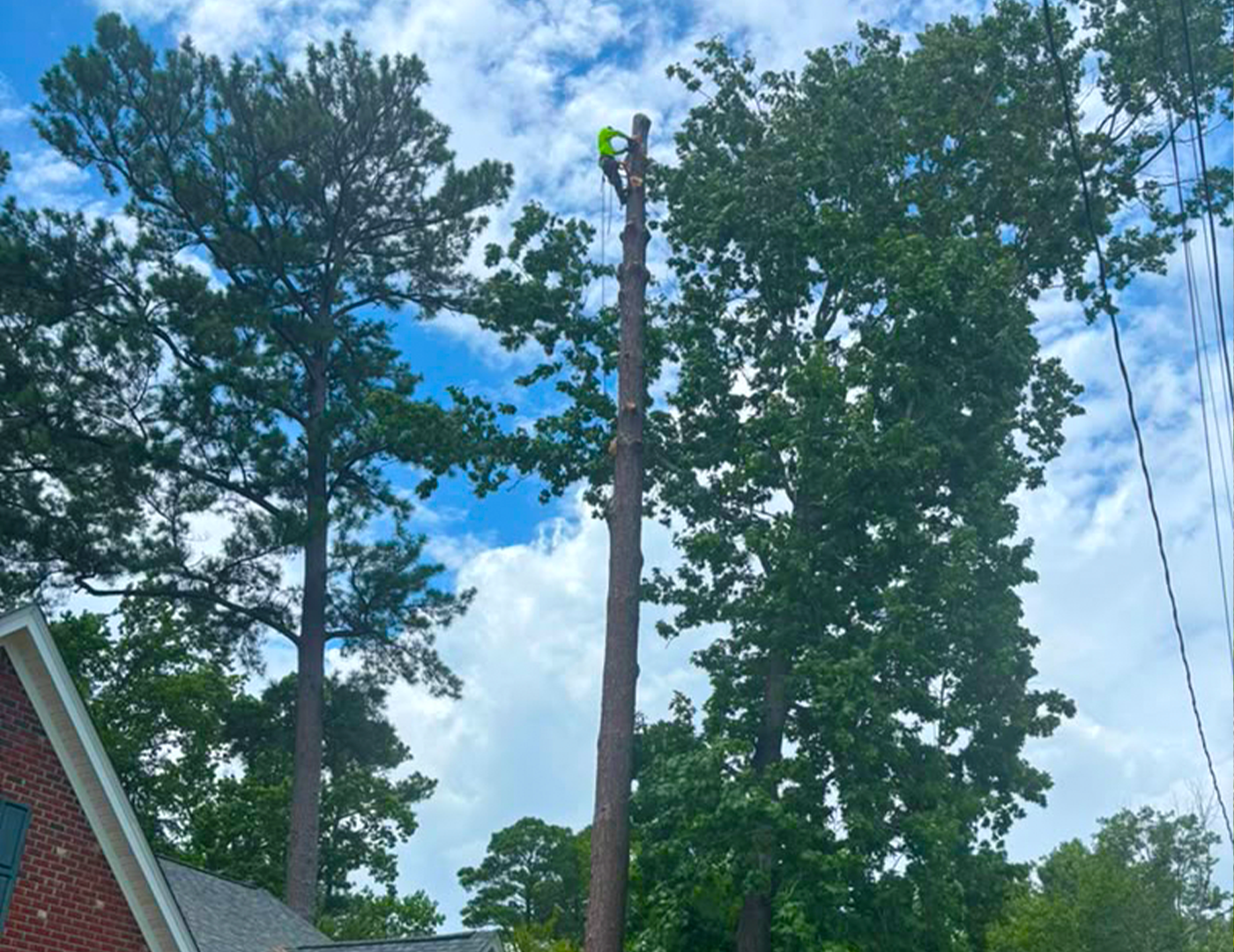 Expert Tree Trimming and Care